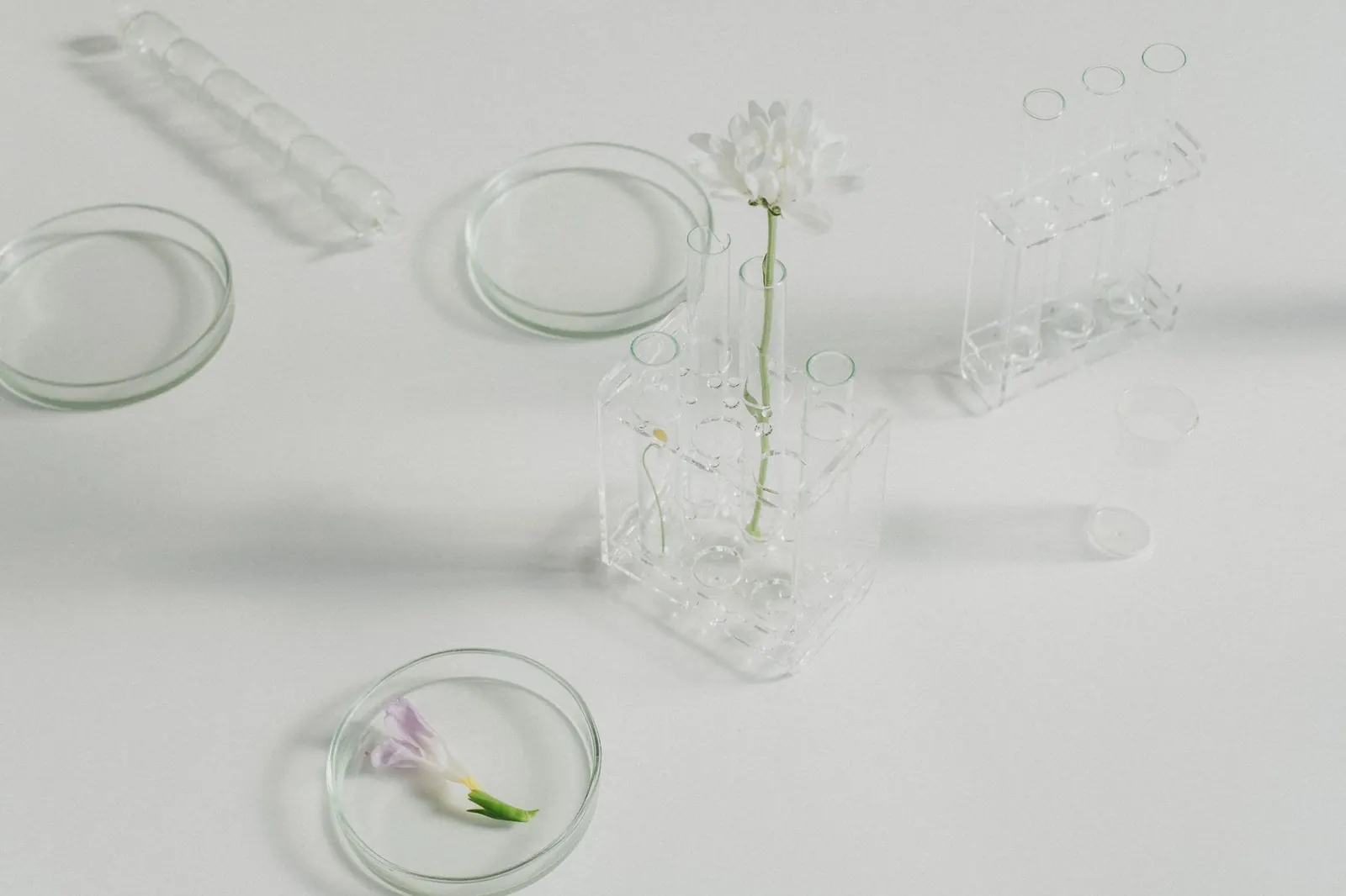 Flores blancas y lila dentro de material de vidrio de laboratorio sobre fondo claro